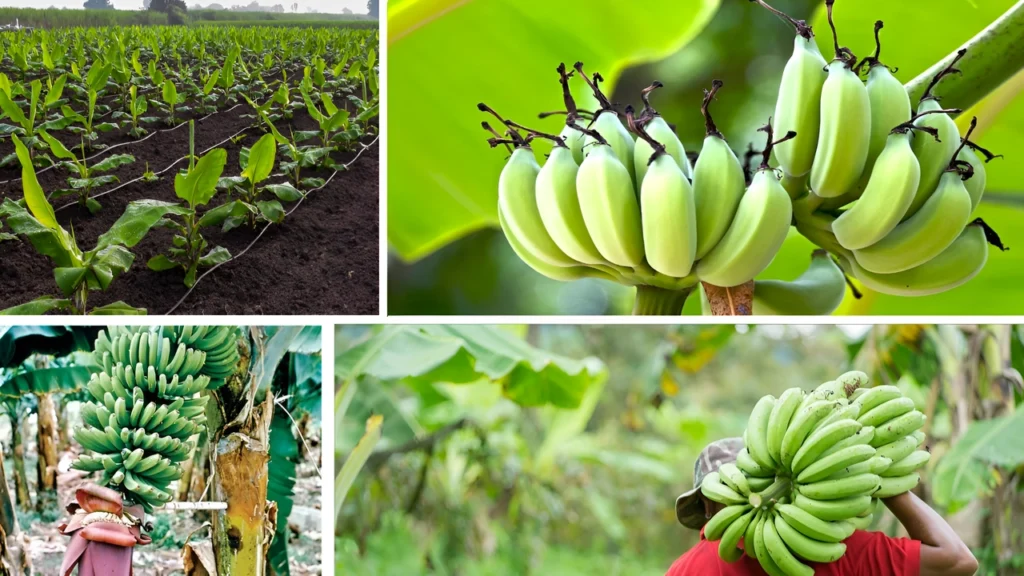 Top Banana Producing Countries: Which Country Leads Global Production?