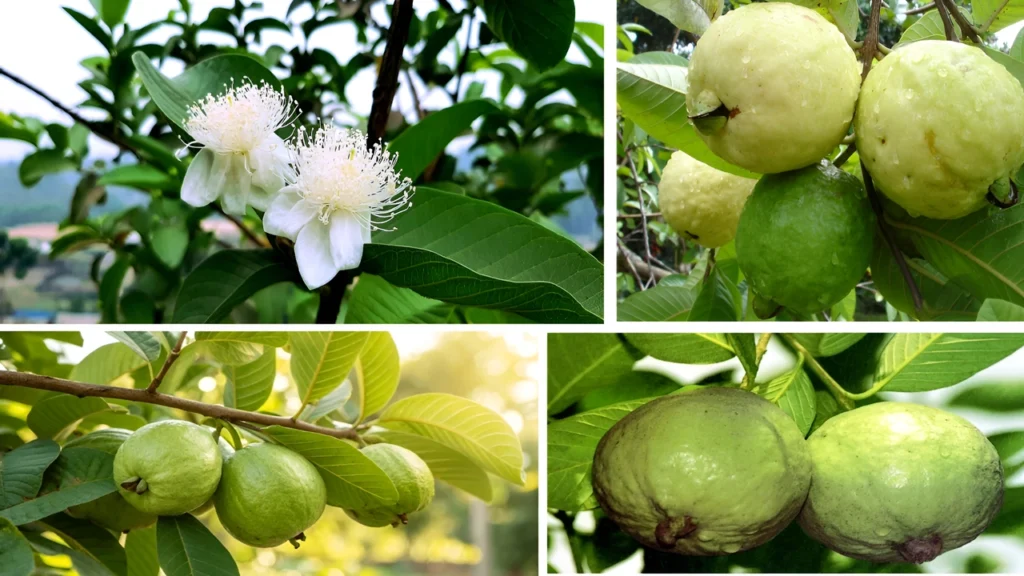 Top Guava-Producing Countries: Where Most of the World’s Guavas Come From