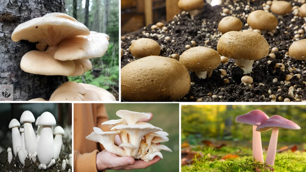World Largest Mushroom Producer: Leading Countries in Global Mushroom Production