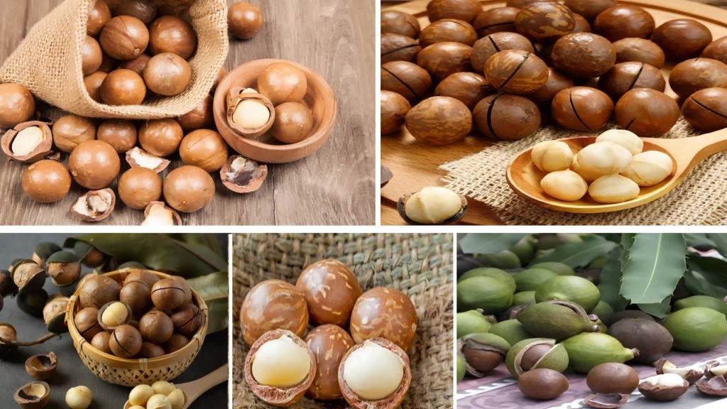 Leading Macadamia Nut Exporter