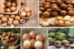 Leading Macadamia Nut Exporter