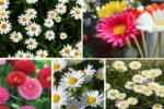Top Daisy Producer in the World